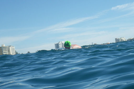 Shark Island Swim Challenge 2015
